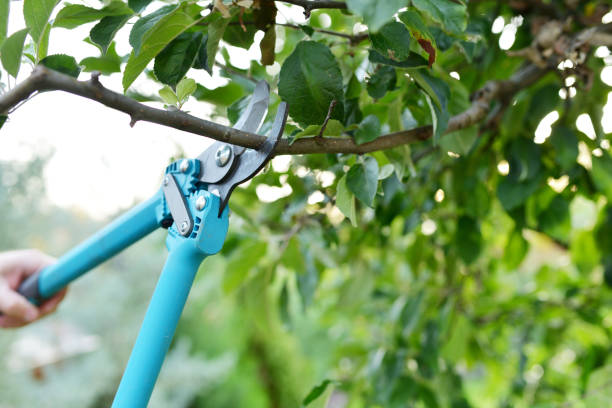 Dead Tree Removal in Blakely, PA